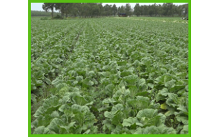 大白菜增產體制展示